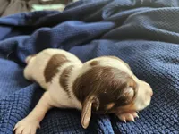 Ava, a female Dachshund for sale in Spring Green, WI – Photo 3 of 3