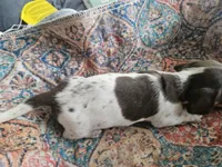 Ava, a female Dachshund for sale in Spring Green, WI – 6 of 6