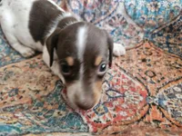 Ava, a female Dachshund for sale in Spring Green, WI – 4 of 6