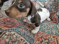 Ava, a female Dachshund for sale in Spring Green, WI – 5 of 6