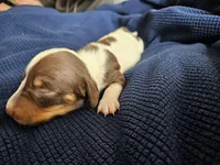 Ava, a female Dachshund for sale in Spring Green, WI – Photo 2 of 3