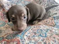 Charlie, a male Dachshund for sale in Spring Green, WI – 2 of 3