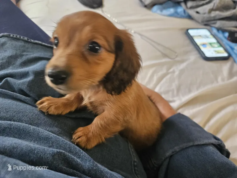 Scooby, a male Dachshund for sale in Spring Green, WI – Photo 1 of 1