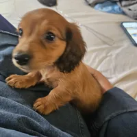 Scooby, a male Dachshund for sale in Spring Green, WI – 1 of 1