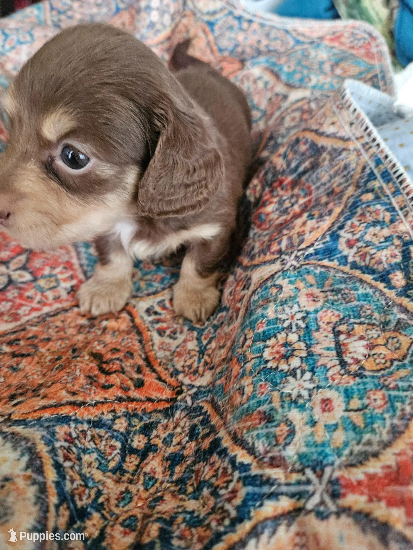 Marti, a female Dachshund for sale in Spring Green, WI – 4 of 6