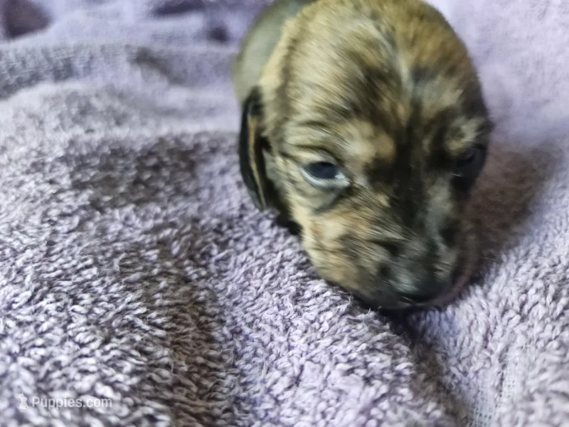 Hercules – Dachshund puppy for sale in Spring Green, WI