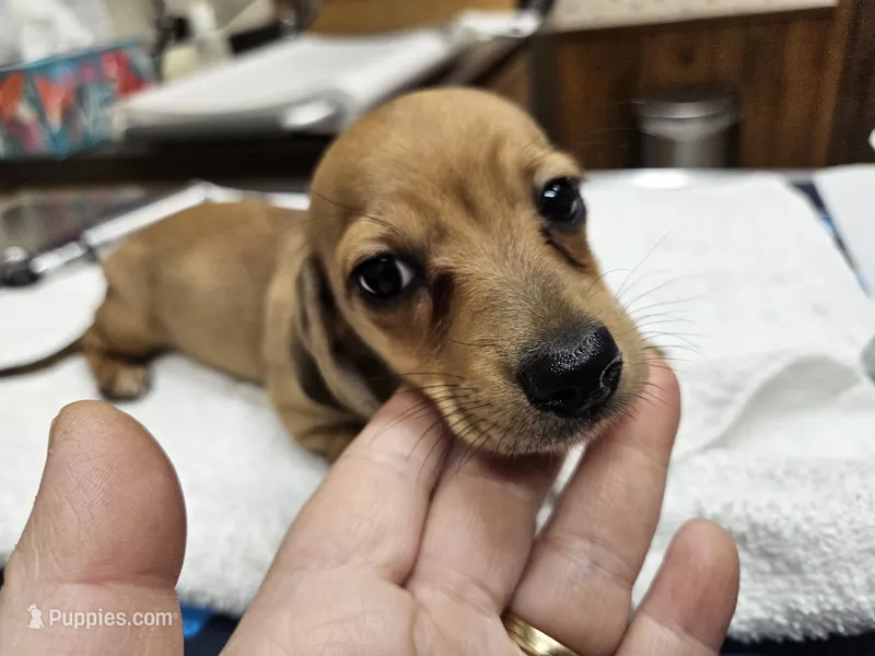 Dior – Dachshund puppy for sale in Spring Green, WI