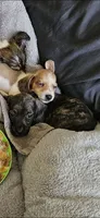 Zeus, a male Dachshund for sale in Spring Green, WI – 2 of 4