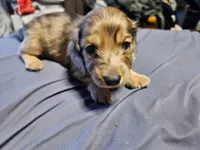 Leon, a male Dachshund for sale in Spring Green, WI – Photo 1 of 3