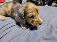 Leon, a male Dachshund for sale in Spring Green, WI – Photo 2 of 3