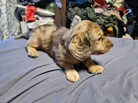 Leon, a male Dachshund for sale in Spring Green, WI – Photo 3 of 3