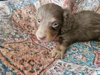 Simon, a male Dachshund for sale in Spring Green, WI – 4 of 4