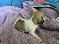 Zeus, a male Dachshund for sale in Spring Green, WI – 2 of 2