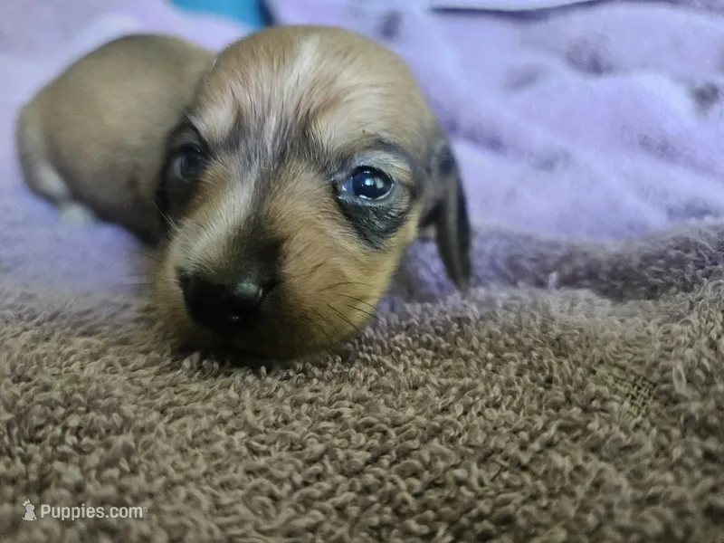 Iris – Dachshund puppy for sale in Spring Green, WI
