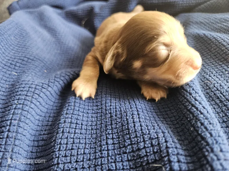 Marti – Dachshund puppy for sale in Spring Green, WI