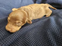 Marti, a female Dachshund for sale in Spring Green, WI – Photo 2 of 3