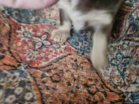 Marti, a female Dachshund for sale in Spring Green, WI – 5 of 6