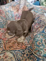 Marti, a female Dachshund for sale in Spring Green, WI – 6 of 6