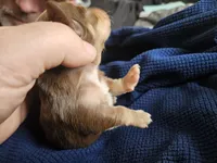 Marti, a female Dachshund for sale in Spring Green, WI – Photo 3 of 3