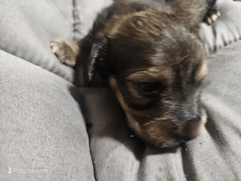 Chanel – Dachshund puppy for sale in Spring Green, WI