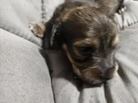 Chanel, a female Dachshund for sale in Spring Green, WI – 1 of 2