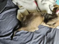 Fern, a female Dachshund for sale in Spring Green, WI – Photo 3 of 3