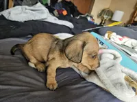 Fern, a female Dachshund for sale in Spring Green, WI – Photo 2 of 3