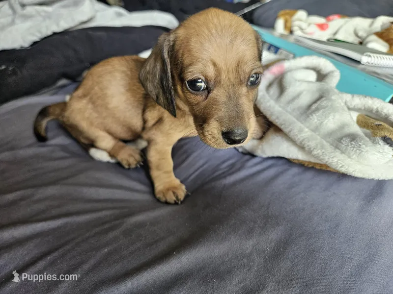 Fern – Dachshund puppy for sale in Spring Green, WI