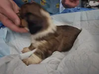 Rhen, a female Dachshund for sale in Spring Green, WI – Photo 2 of 2