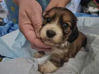 Rhen, a female Dachshund for sale in Spring Green, WI – Photo 1 of 2