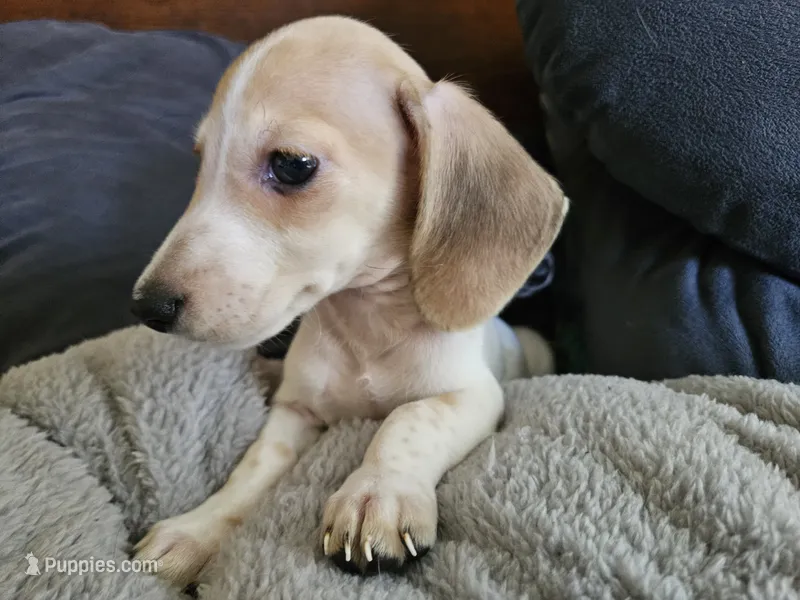 Zeus – Dachshund puppy for sale in Spring Green, WI