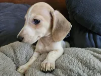 Zeus, a male Dachshund for sale in Spring Green, WI – 1 of 4