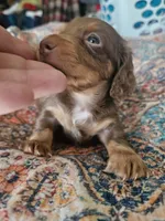 Simon, a male Dachshund for sale in Spring Green, WI – 1 of 4