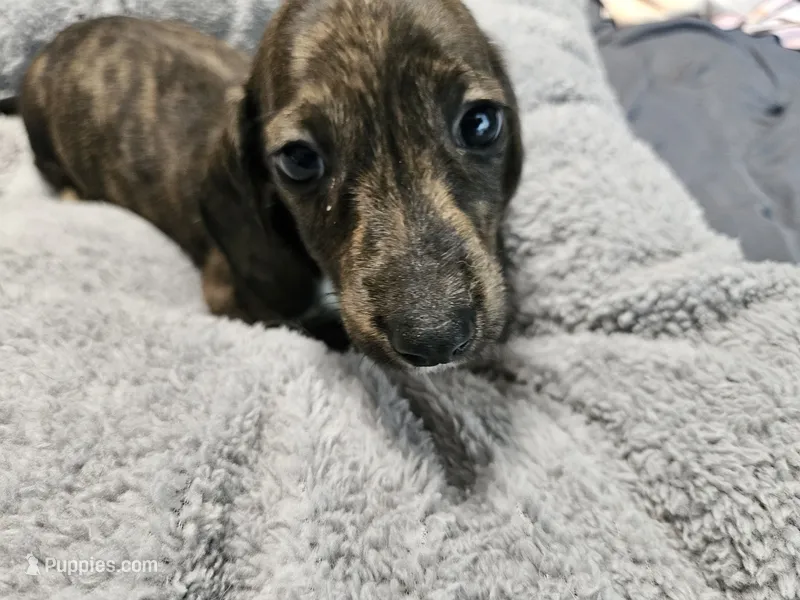 Athena – Dachshund puppy for sale in Spring Green, WI
