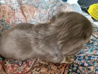 Simon, a male Dachshund for sale in Spring Green, WI – 2 of 4
