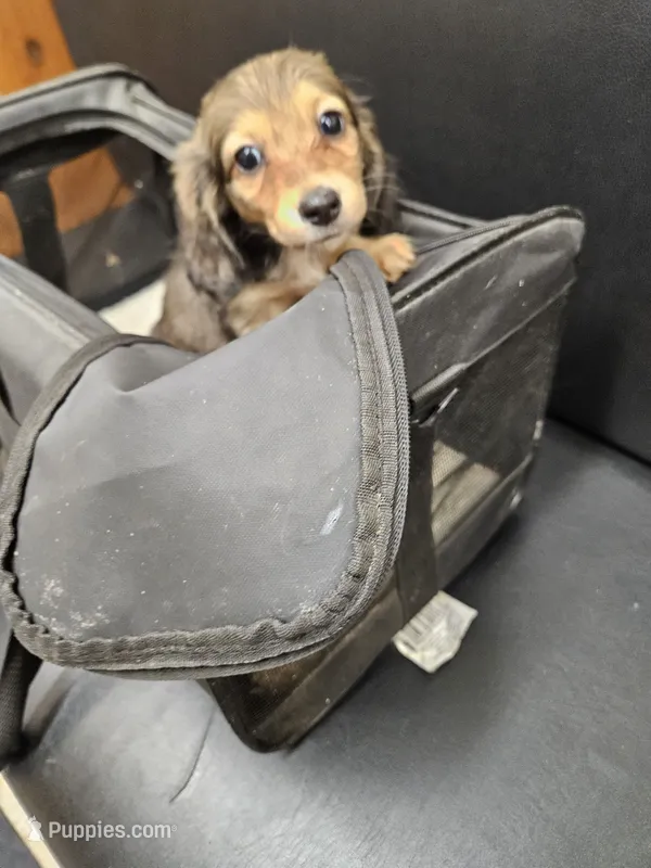 Chanel – Dachshund puppy for sale in Spring Green, WI