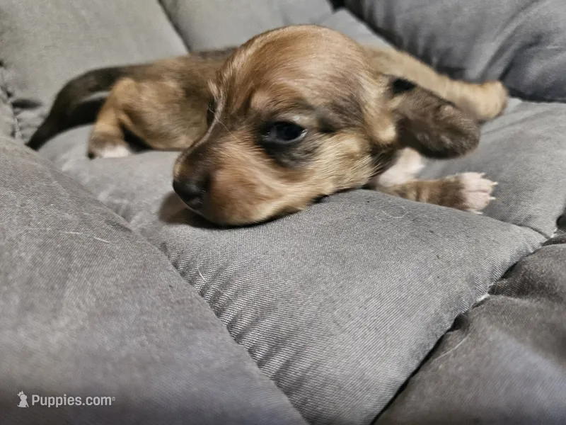 Dior – Dachshund puppy for sale in Spring Green, WI