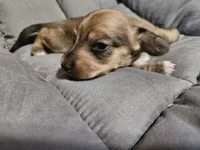Dior, a female Dachshund for sale in Spring Green, WI – 1 of 3