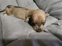 Dior, a female Dachshund for sale in Spring Green, WI – 2 of 3