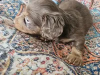 Simon, a male Dachshund for sale in Spring Green, WI – 3 of 4