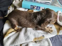 Davey, a male Dachshund for sale in Spring Green, WI – Photo 3 of 3