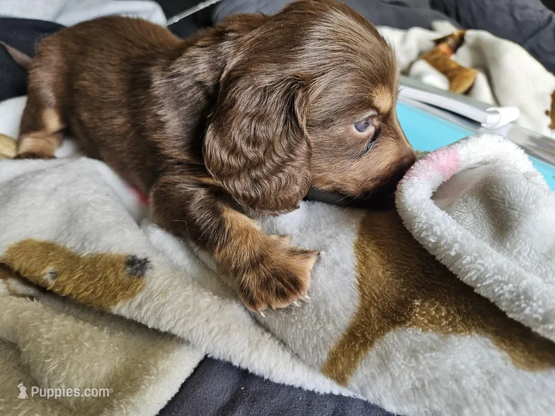 Davey – Dachshund puppy for sale in Spring Green, WI
