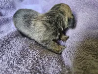 Hercules, a male Dachshund for sale in Spring Green, WI – 2 of 2