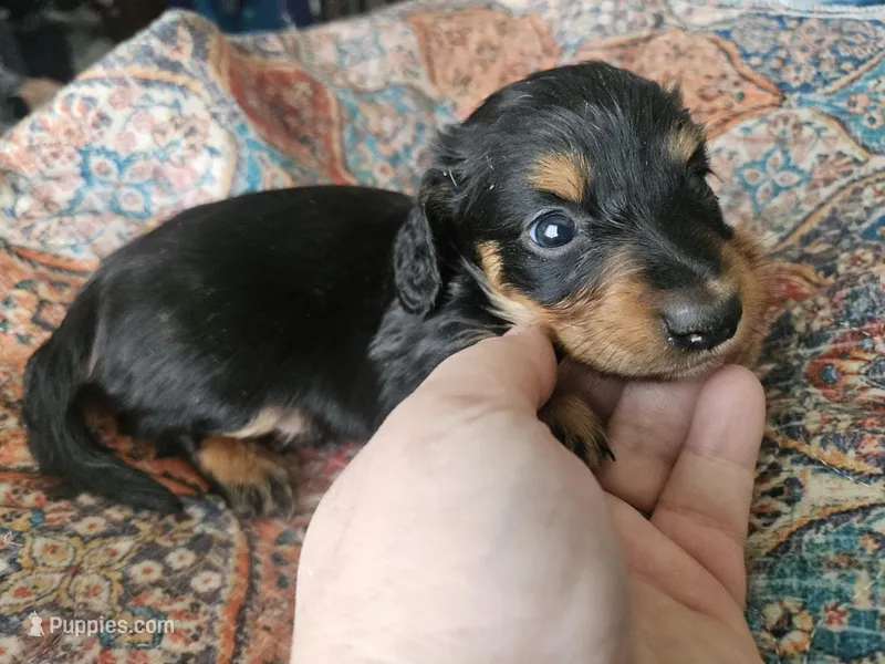 Marvin  – Dachshund puppy for sale in Spring Green, WI