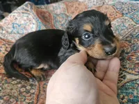 Marvin , a male Dachshund for sale in Spring Green, WI – 1 of 4