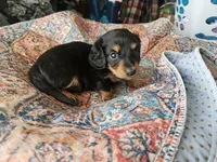 Marvin , a male Dachshund for sale in Spring Green, WI – 2 of 4