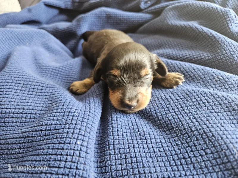 Marvin – Dachshund puppy for sale in Spring Green, WI
