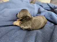 Marvin, a male Dachshund for sale in Spring Green, WI – Photo 2 of 2