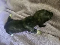 Athena, a female Dachshund for sale in Spring Green, WI – 2 of 2