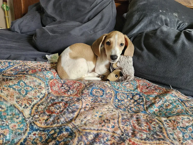 Zeus – Dachshund puppy for sale in Spring Green, WI